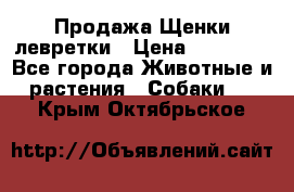 Продажа Щенки левретки › Цена ­ 40 000 - Все города Животные и растения » Собаки   . Крым,Октябрьское